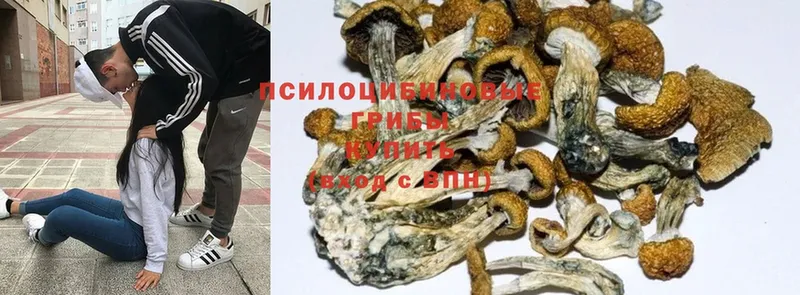 купить  цена  Котельниково  Галлюциногенные грибы Psilocybine cubensis 